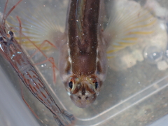 Parablennius laticlavius