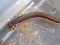 Parablennius laticlavius