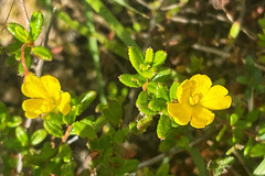 Hibbertia empetrifolia