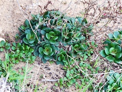 Limonium companyonis