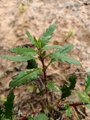 Haloragis odontocarpa