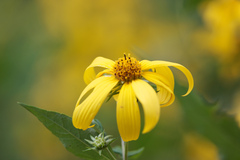 Helianthus decapetalus
