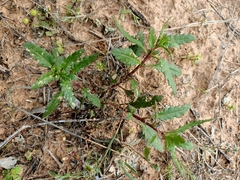 Haloragis odontocarpa