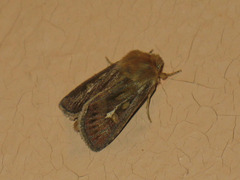 Cerapteryx graminis