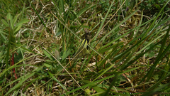 Libelloides coccajus