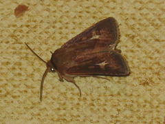 Cerapteryx graminis