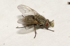 Phaoniinae