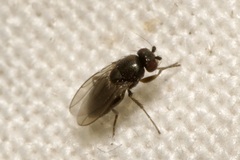 Limosininae