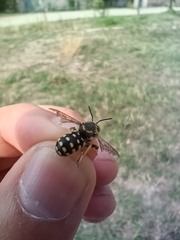 Anthidium loti