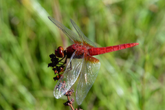 Crocothemis servilia mariannae