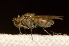 Ephydridae