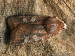 Cerastis leucographa