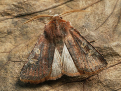 Cerastis leucographa