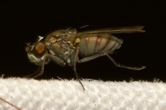 Ephydridae