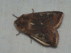 Cerastis leucographa