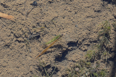 Ceriagrion melanurum