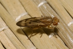 Opomyza germinationis