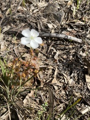 Drosera planchonii