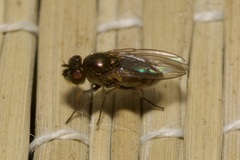 Ephydridae