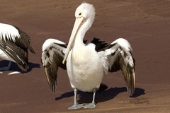 Pelecanus conspicillatus