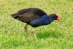 Porphyrio melanotus melanotus