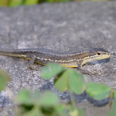 Takydromus tachydromoides