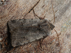 Cerastis rubricosa