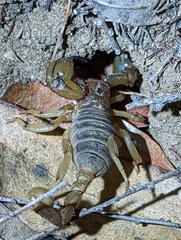 Anuroctonus pococki