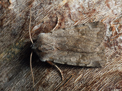 Cerastis rubricosa
