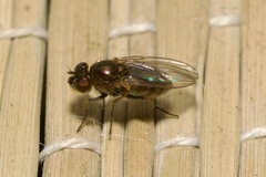 Ephydridae