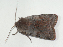 Cerastis rubricosa
