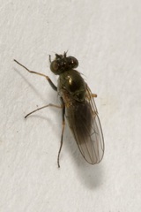 Ephydridae