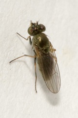 Ephydridae