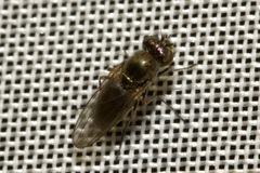 Ephydridae