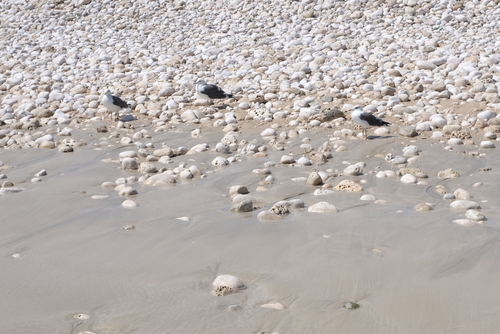 Lesser Black-backed Gull