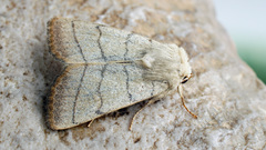 Charanyca trigrammica