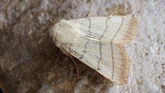 Charanyca trigrammica