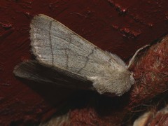 Charanyca trigrammica