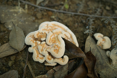 Thelephora aurantiotincta