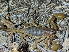 Anuroctonus pococki
