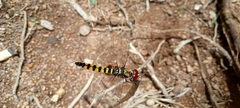 Urothemis signata