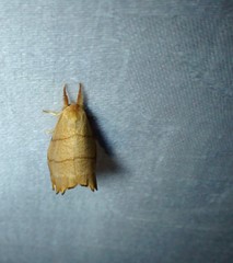 Drepana bilineata