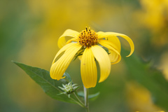 Helianthus decapetalus
