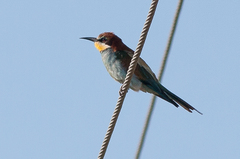 Merops apiaster