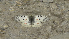 Parnassius apollo