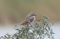 Lanius phoenicuroides