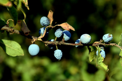 Prunus spinosa