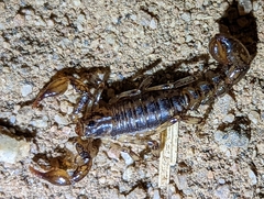 Superstitionia donensis