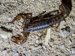 Superstitionia donensis