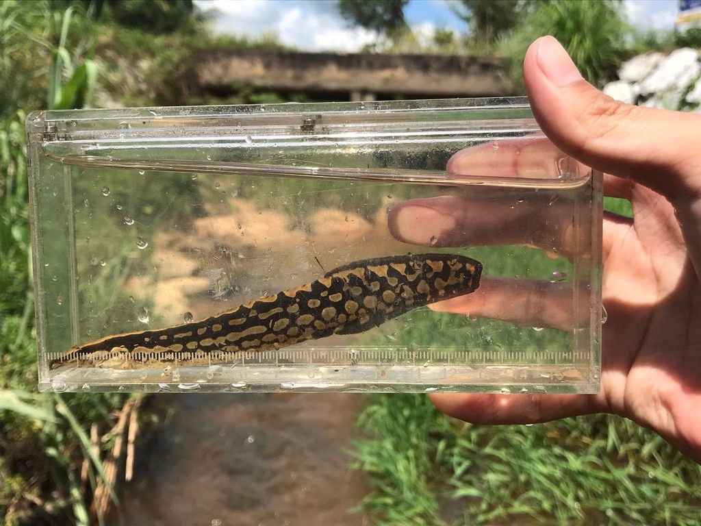 Flower Spiny Eel